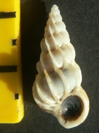 &copy; Thijs de Boer